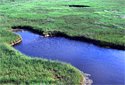 Marsh Migration Marsh Migration